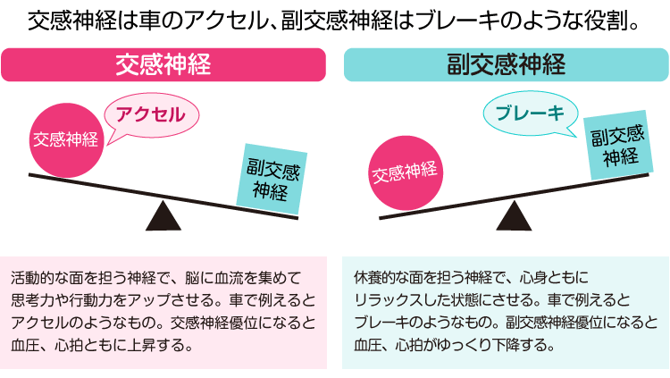 交感神経は車のアクセル、副交感神経はブレーキのような役割。
     交感神経
     活動的な面を担う神経で、脳に血流を集めて思考力や行動力をアップさせる。車で例えるとアクセルのようなもの。交感神経優位になると血圧、心拍ともに上昇する。
     
     副交感神経
     休養的な面を担う神経で、心身ともにリラックスした状態にさせる。車で例えるとブレーキのようなもの。副交感神経優位になると血圧、心拍がゆっくり下降する。